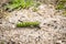 A Small Emperor Moth caterpillar passing a trail