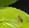 Small endemic frog Brown Mantella (Mantidactylus melanopleura), species of small frog in the Mantellidae family