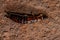 Small Epidermapteran Earwig Insect