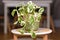 Small `Epipremnum Aureum N`Joy` houseplant with variegated leaves in basket flower pot on coffee table