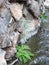 A small eucalyptus tree and some herbs next to a watercourse