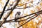 Small Eurasian Pygmy Owl, Glaucidium passerinum in an autumnal boreal forest