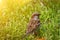 Small eurasian tree sparrow in a green field in the sunshine