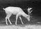 Small European deer on a country safari farm