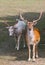 Small European deers on a country safari farm