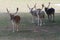 Small European deers on a country safari farm