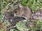 Small european forest mouse