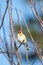 Small European goldfinch in bird feeder