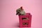 Small European hedgehog in a wooden vase on a pink background.