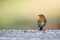 Small European Robin (Erithacus rubecula)