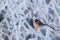 A small European songbird Eurasian Tree Sparrow, Passer montanus sitting on a frosty branch on a cold winter morning in Estonia.