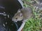 Small European wood mouse