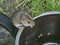 Small European wood mouse