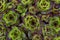 Small evergreen cacti in the garden, top view