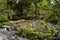 A small evergreen juniper Juniperus growing on a rock, against a background of trees