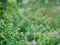 A small evergreen shrub background - Cuphea Hyssopifolia, the false heather, Mexican heather, Hawaiian heather, or elfin herb