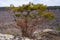 Small evergreen tree growing from the rocky surface of a mountainside