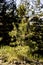 Small Evergreen Tree Growing in Sunny Forest