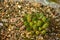 Small Eves needle cactus blooming in rocks in Huascaran National Park