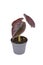 Small exotic `Alocasia Azlanii` houseplant with metallic red leaves in pot on white background