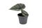Small exotic `Alocasia Nebula` houseplant with pale green leaves in flower pot on white background