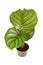 Small exotic `Calathea Orbifolia` houseplant with large round leaves with stripes in flower pot on white background