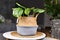 Small exotic `Calathea Orbifolia Prayer Plant` houseplant with round leaves with stripes in basket flower pot