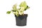 Small exotic `Epipremnum Aureum Manjula` pothos houseplant in flower pot on white background