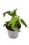 Small exotic `Epipremnum Pinnatum` houseplant with narrow leaves in flower pot on white background