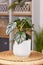 Small exotic \'Philodendron Brandtianum\' houseplant with silver pattern on leaves