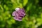 Small exquisite purple flower with blurred background greenery