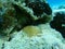 Small eyed star coral or blushing star coral Stephanocoenia intersepta undersea, Caribbean Sea, Cuba, Playa Cueva de los peces