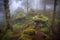 Small fabulous cabin in the foggy forest