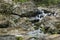 Small falls on on Waipio Stream along the Road to Hana