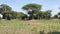 A small family of elephants stands in the shade of trees in Tarangire National Park. The amazing nature of Tanzania. Safari in Afr