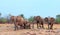 Small family herd of African Elephants on the dry arid savannah on the shoreline of Lake Kariba, Matusadona National Park, Zimbabw