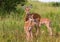 Small family of impalas. Tarangire, Tanzania