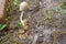 A small family of poisonous toadstool mushrooms grew out of the ground. There is 1 tall mushroom and a few small ones