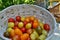 Small Farm Cherry Tomato Harvest in Basket, Fruits, Homestead Gardening Permaculture Rustic Farmhouse Garden Self Sufficiency