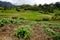 Small farm at Colombia