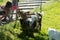 Small farm near the Gurten funicular. Funny goats frolic and greet tourists on their way to the top of the park. Bern, Switzerland