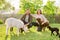 Small farm with ouessant sheep and goat, portrait of family couple of farm owners