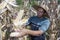 Small farmer ripening dry corn cobs and using a traditional hat