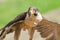 Small but fast predator bird falcon or hawk