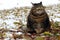 A small fat cat sits with a funny look in the foliage and snow