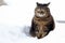 A small fat cat sits with a funny look in the snow