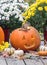 small fat chipmunk scurries over pumpkin