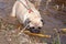 A small fat pug on a leash climbs into the pond.