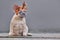 Small fawn French Bulldog dog puppy wearing a seasonal Christmas reindeer antler headband sitting in front of gray wall