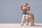 Small fawn French Bulldog dog puppy wearing a seasonal Christmas reindeer antler headband standing in front of gray wall